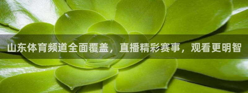 山东体育频道全面覆盖，直播精彩赛事，观看更明智